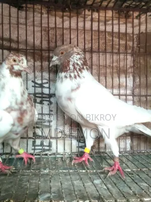 Hatbaji Pigeons