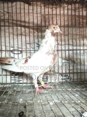 Hatbaji Pigeons