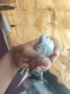 Diamond Dove