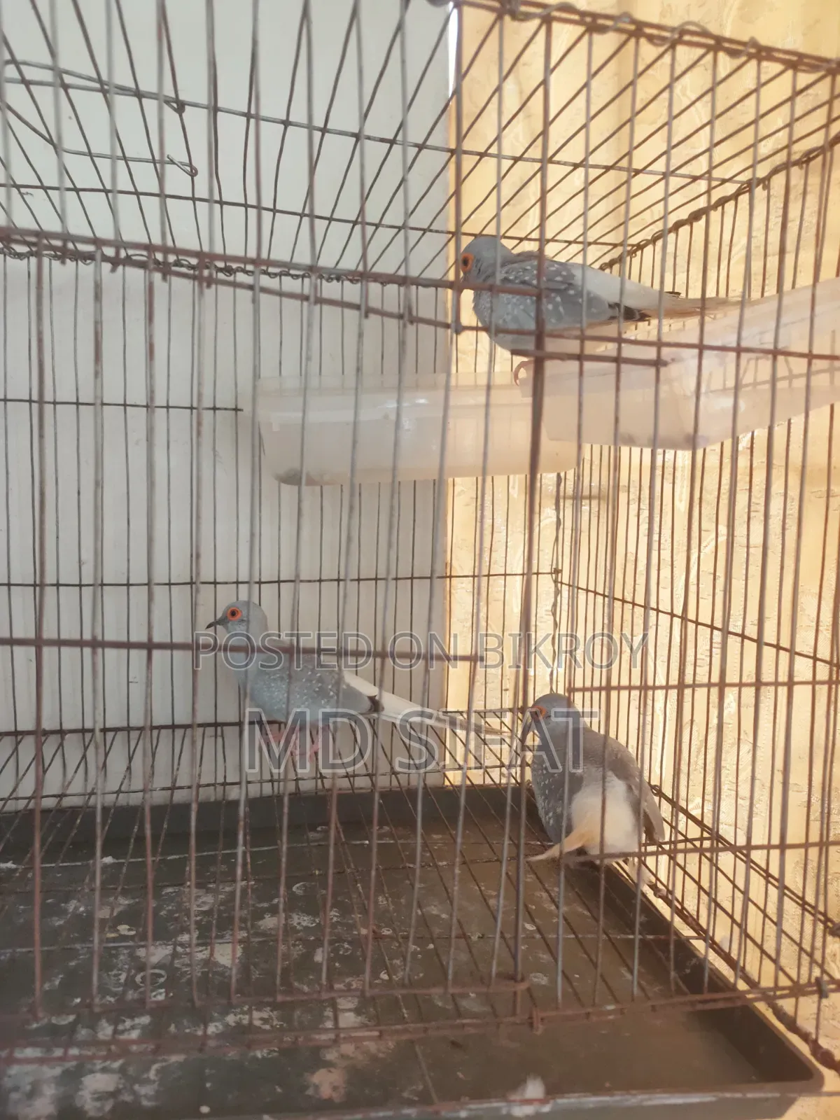 Diamond Dove