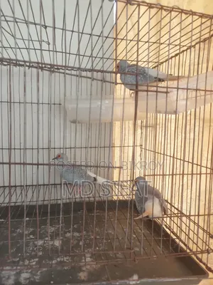 Diamond Dove