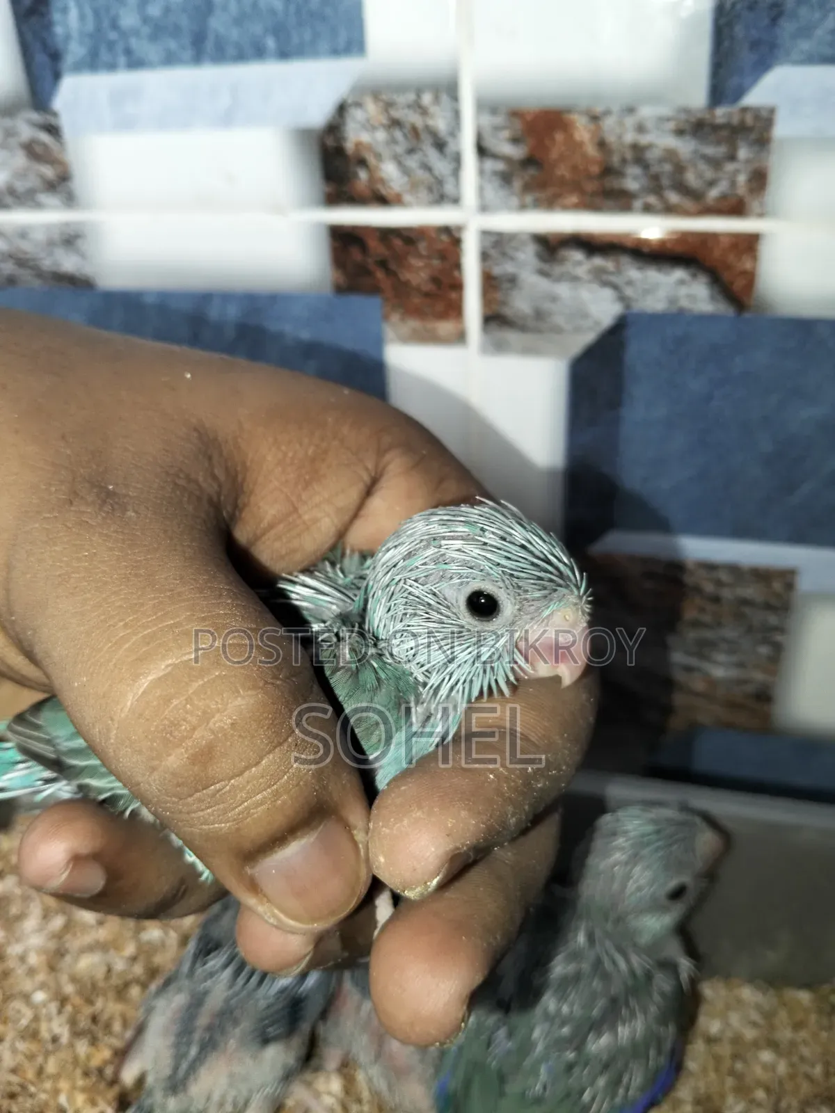 Tame Size Forpus