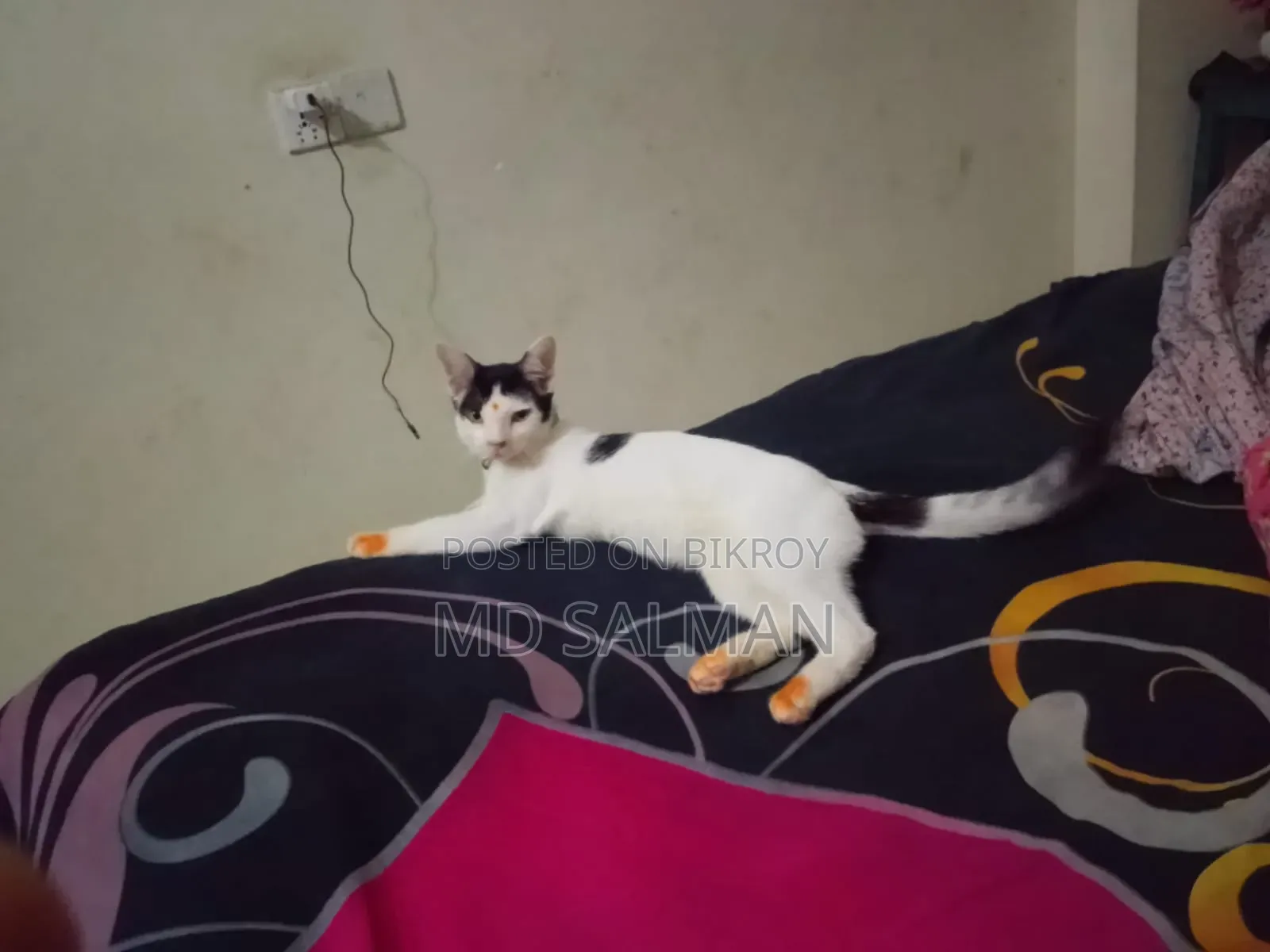 3-6 Months Male Mixed Breed Bengal