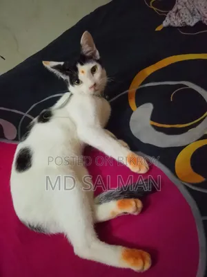 ৩-৬ মাস বয়সী পুরুষ মিক্সড ব্রিড বেঙ্গল