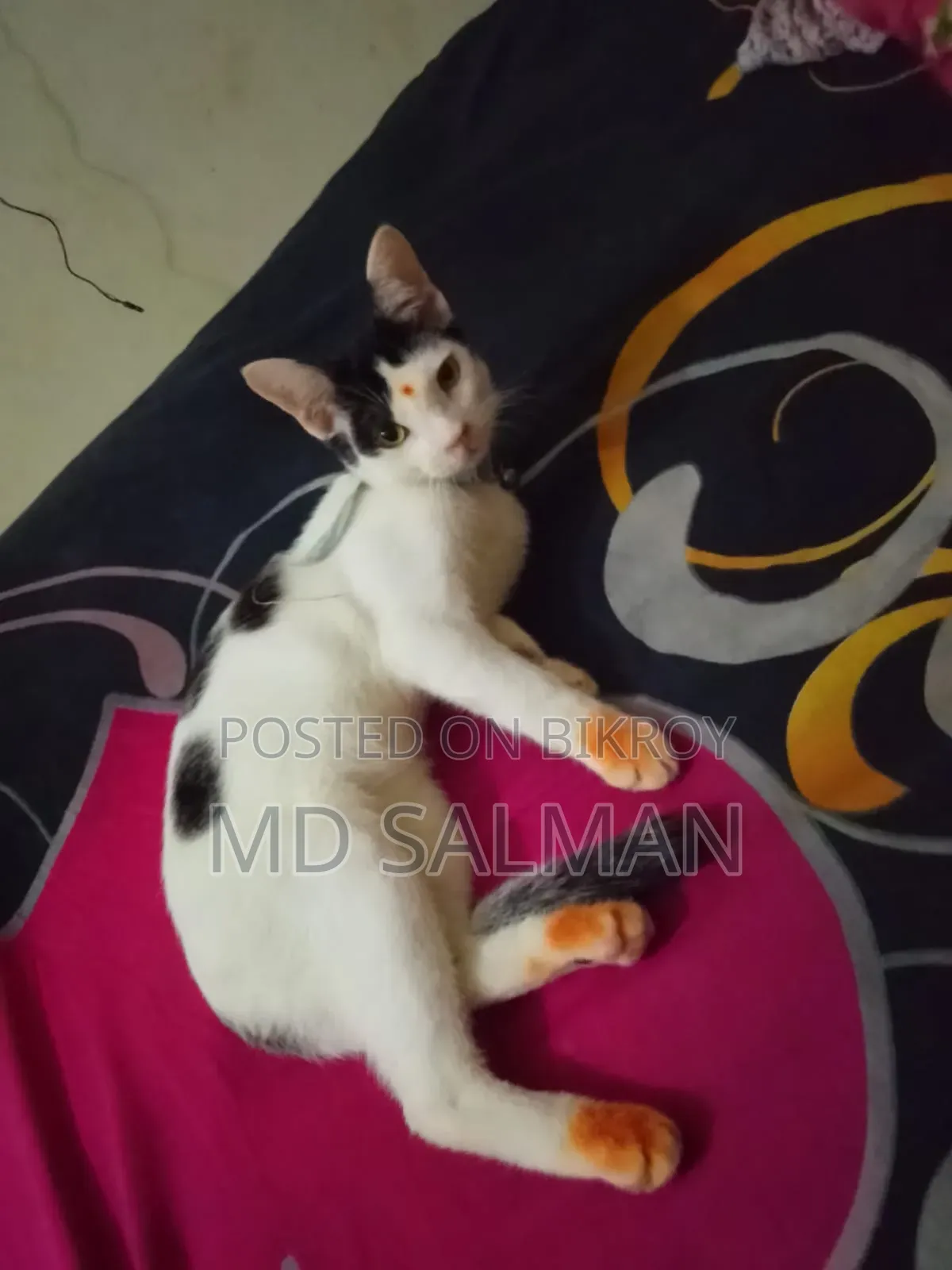 3-6 Months Male Mixed Breed Bengal