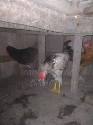 Chicken Sell
