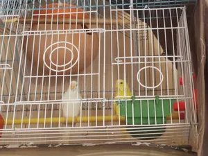 Lutino Albino