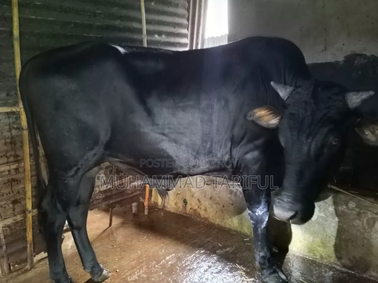 ষাড় ও গাভি