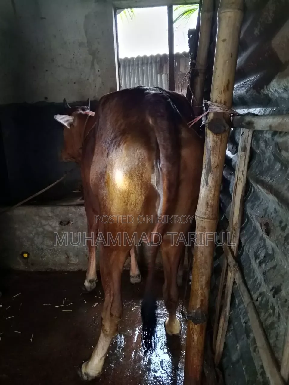 ষাড় ও গাভি