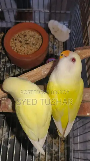 Peach-Faced Lovebird (Red Eye)