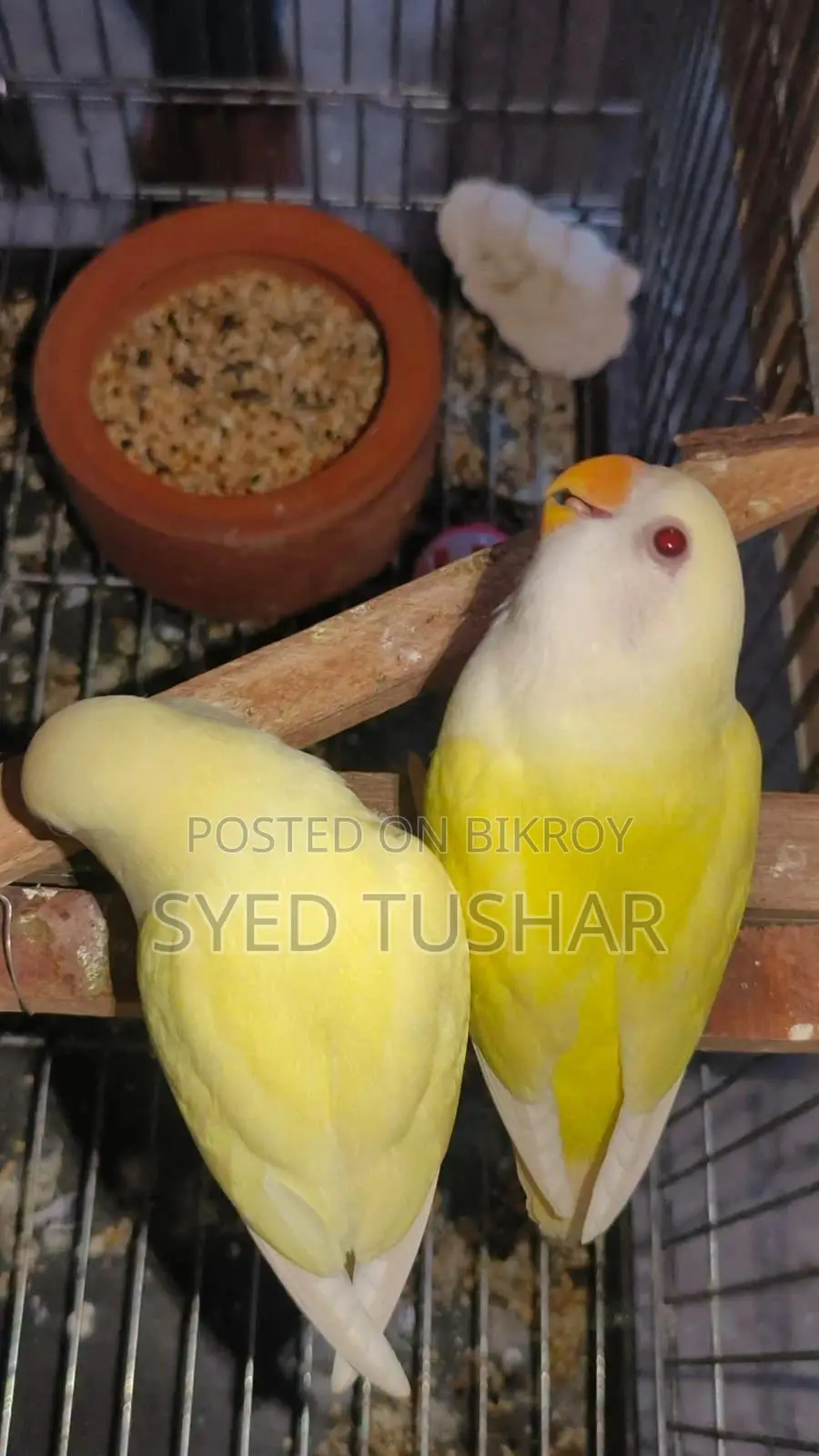 Peach-Faced Lovebird (Red Eye)
