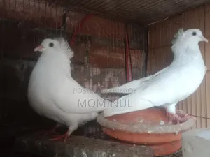 2 Bombay Female Pigeons. Both will lay eggs within a week
