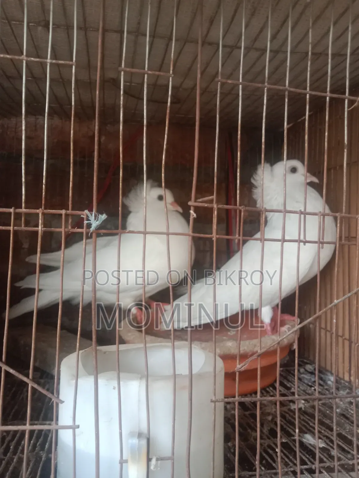 2 Bombay Female Pigeons. Both will lay eggs within a week