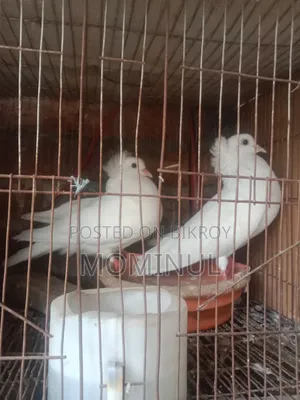 2 Bombay Female Pigeons. Both will lay eggs within a week