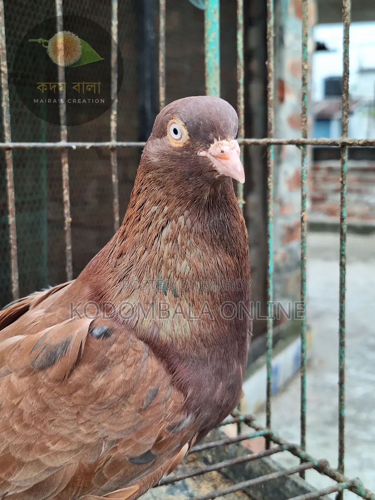 Five Pigeons for Sale