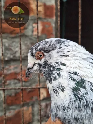 Five Pigeons for Sale