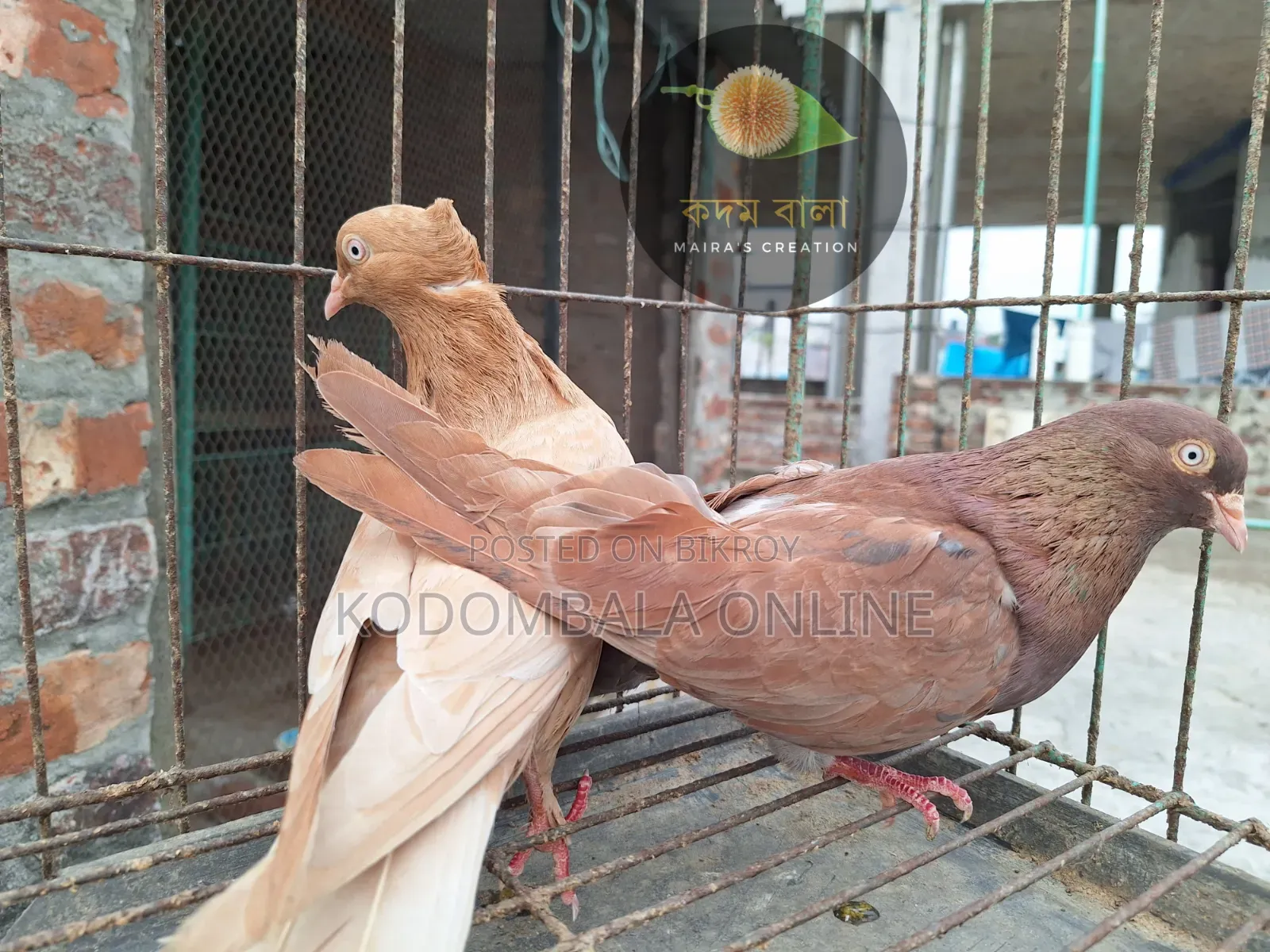 Five Pigeons for Sale