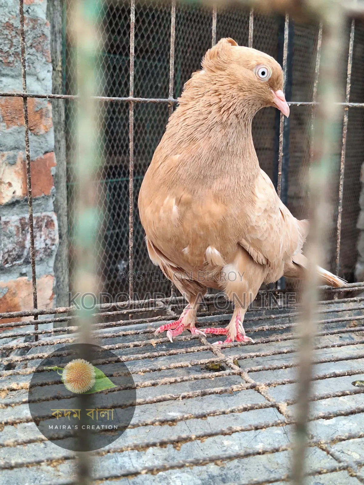 Five Pigeons for Sale