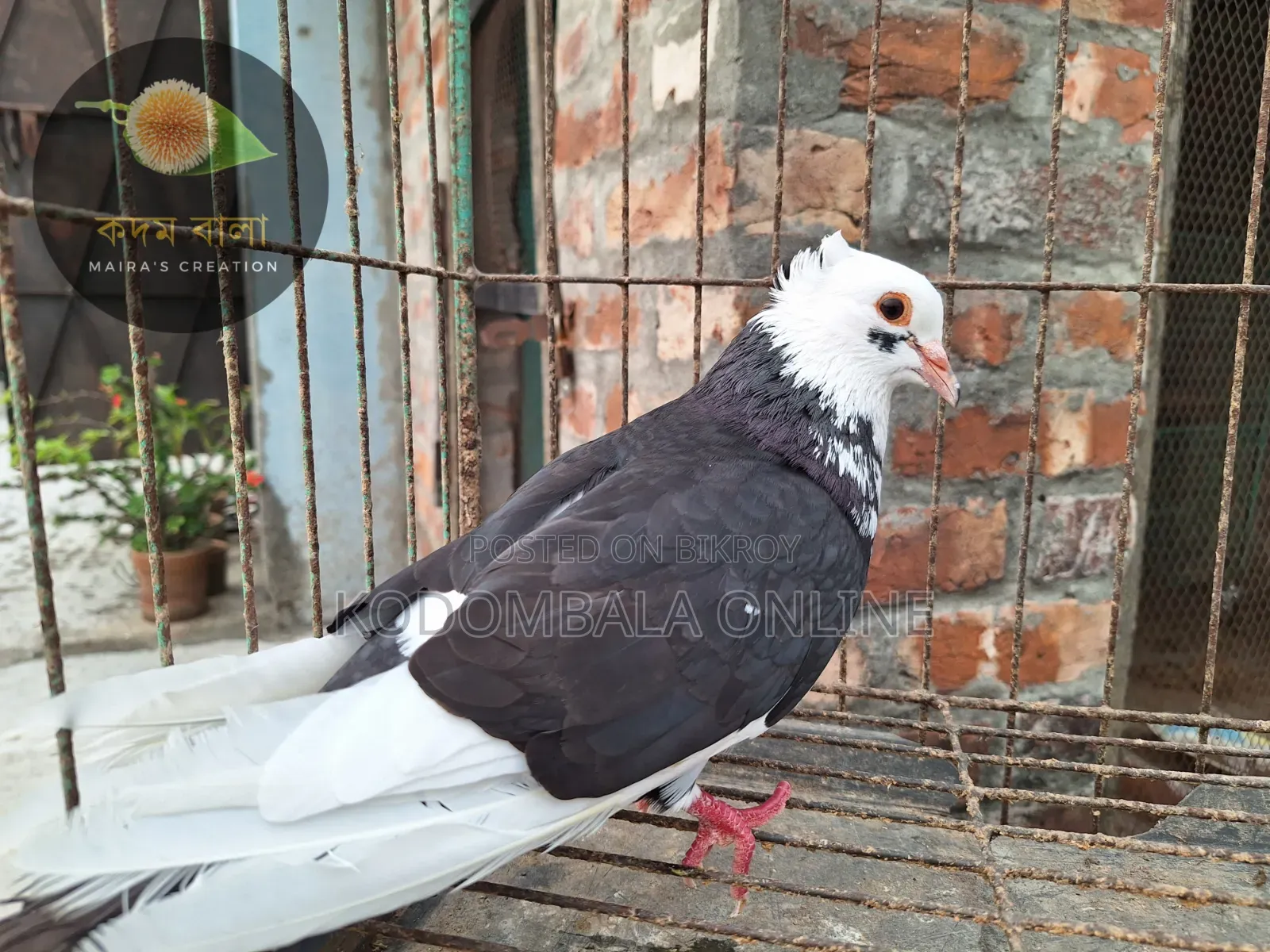 Five Pigeons for Sale