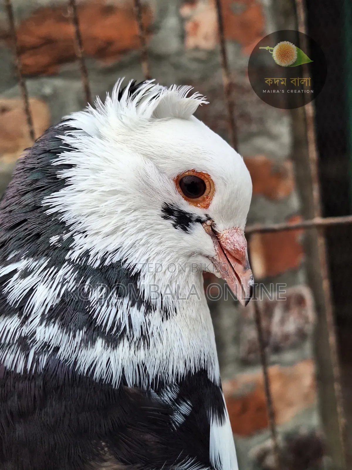 Five Pigeons for Sale