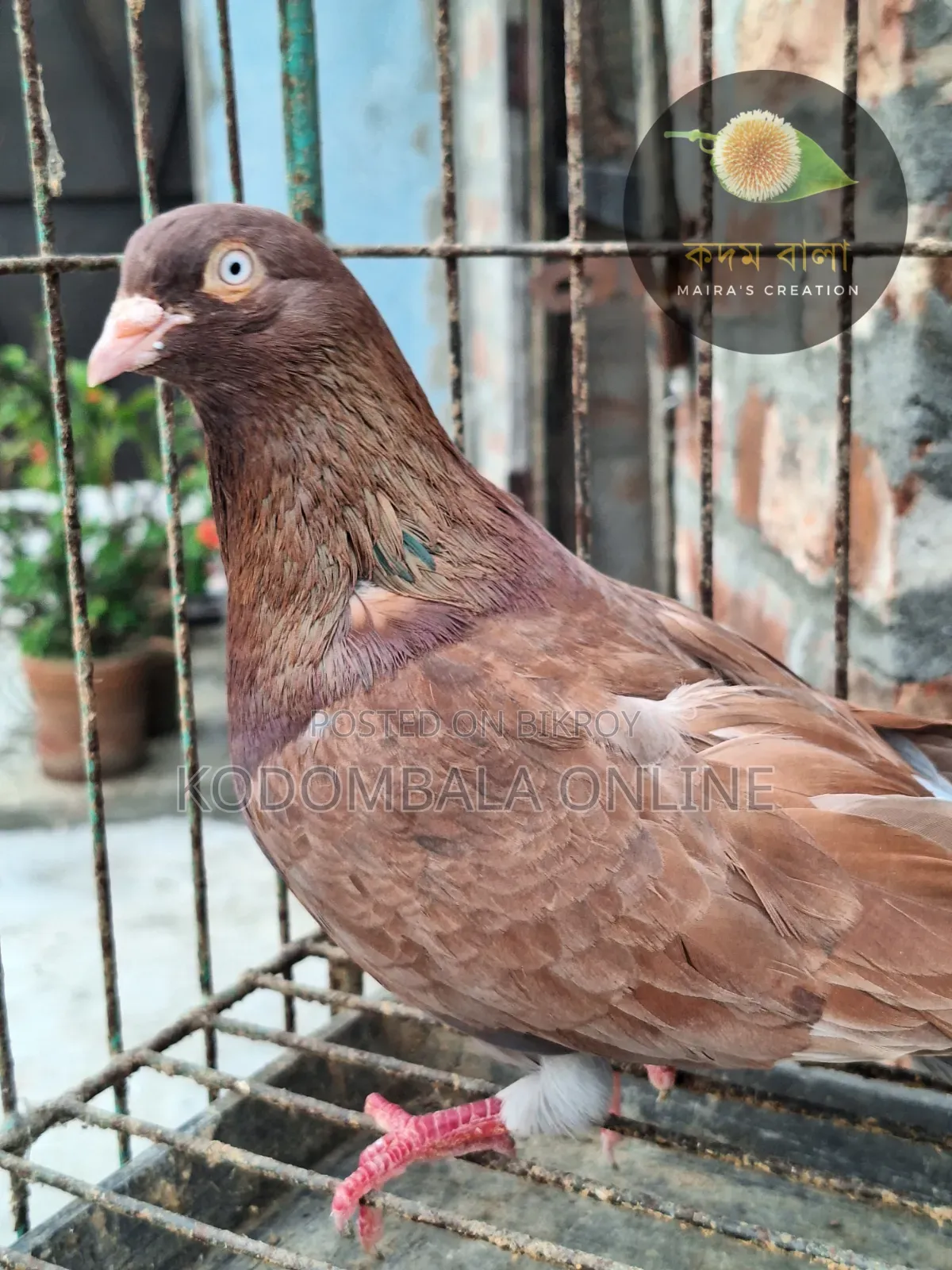 Five Pigeons for Sale