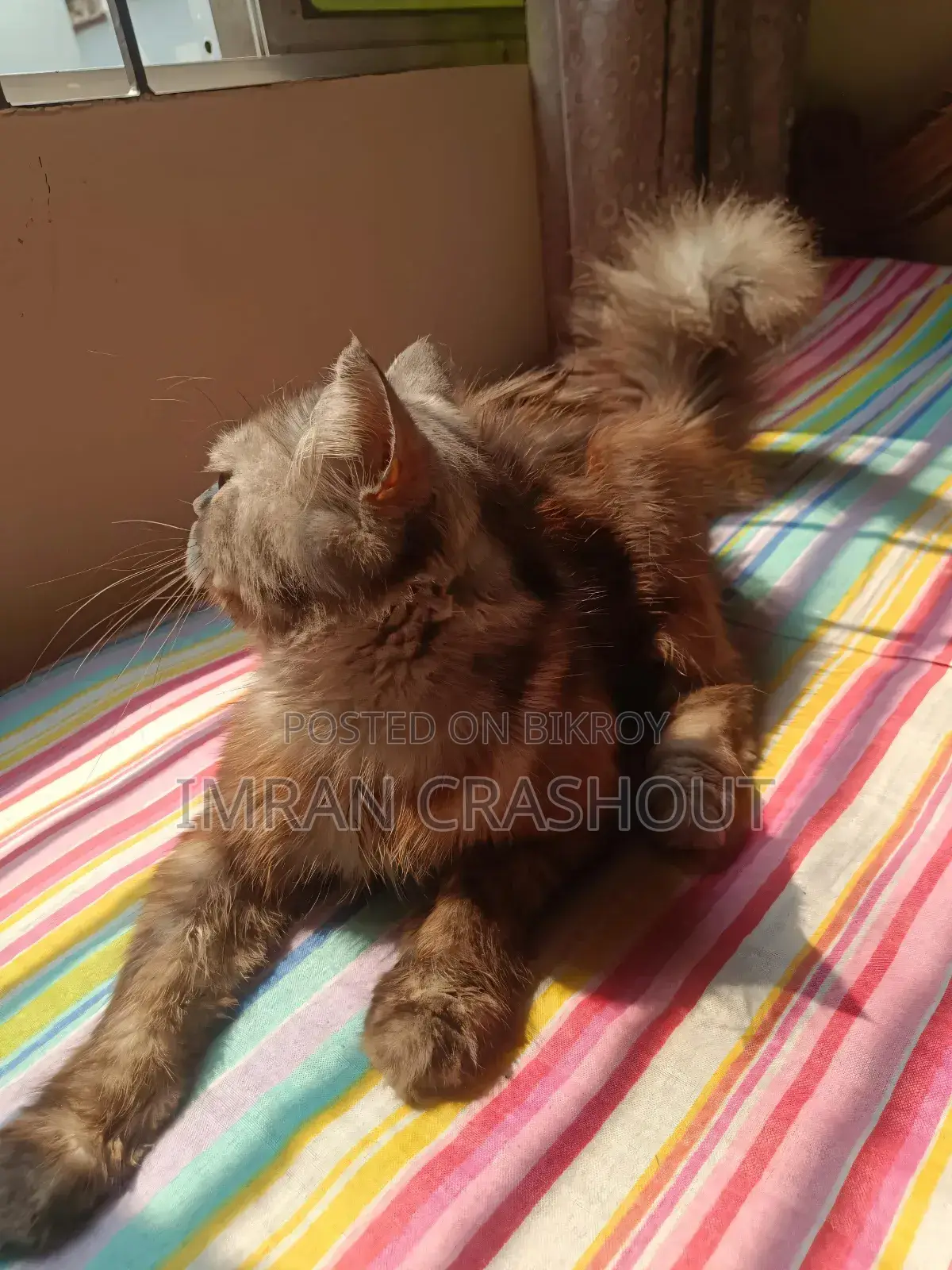 1+ Year Male Purebred Persian