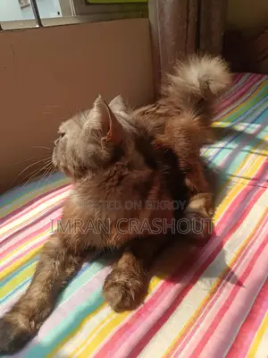 1+ Year Male Purebred Persian