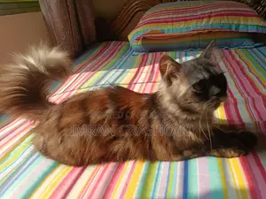 1+ Year Male Purebred Persian