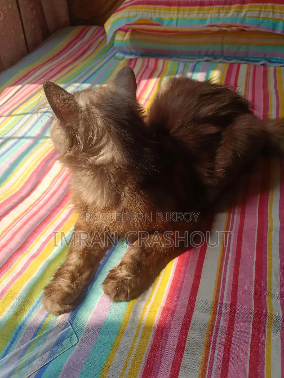 1+ Year Male Purebred Persian