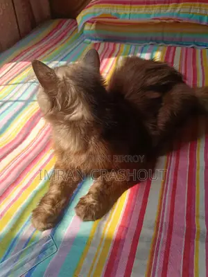 1+ Year Male Purebred Persian