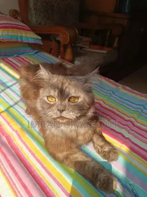 1+ Year Male Purebred Persian