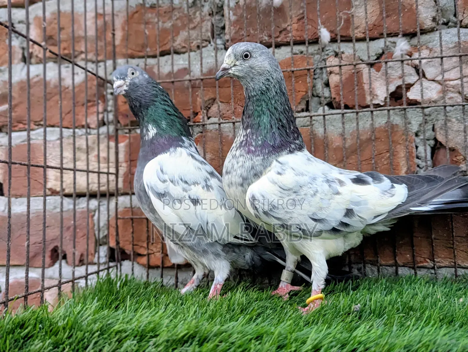 Pure Breed Green Golla Pigeons