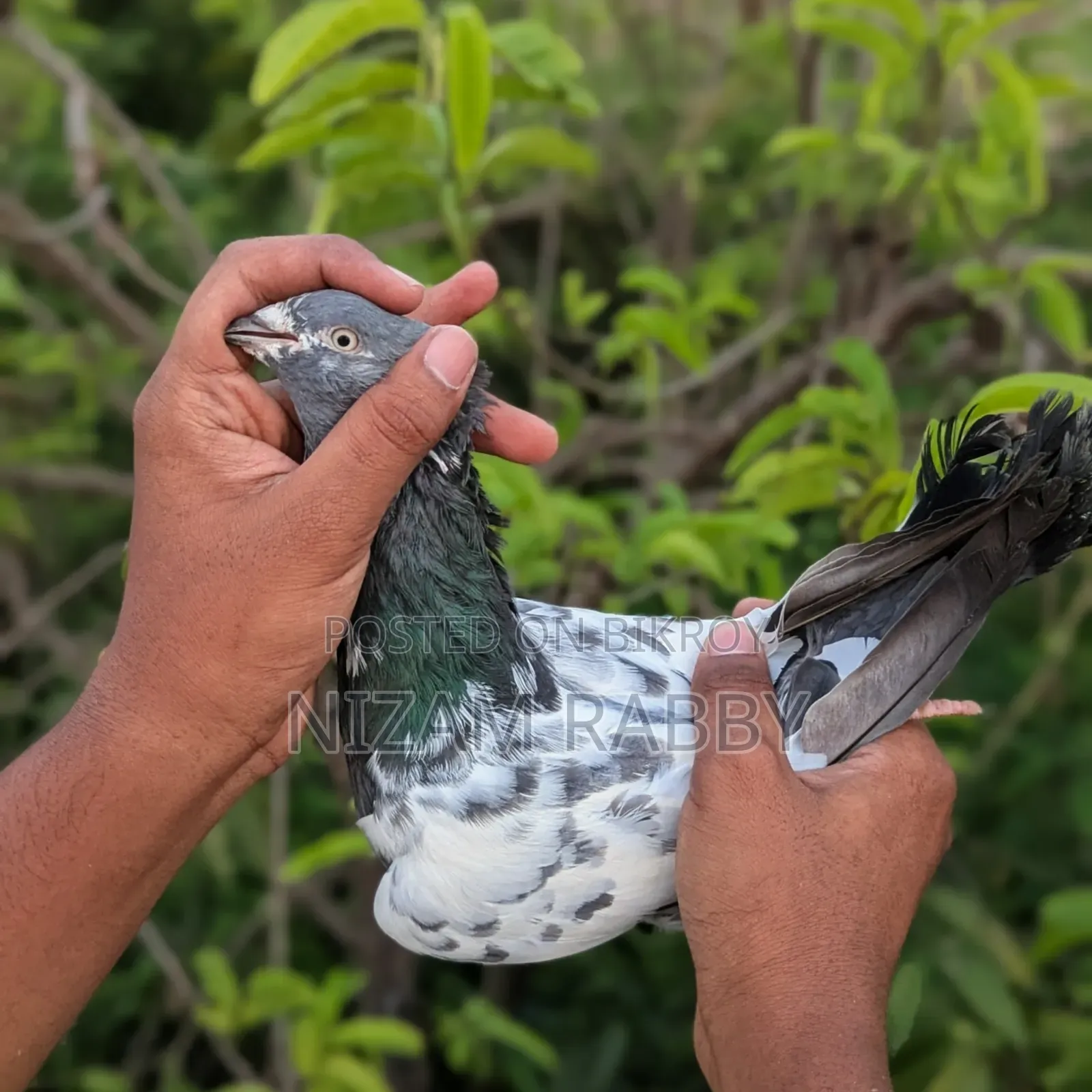 Pure Breed Green Golla Pigeons
