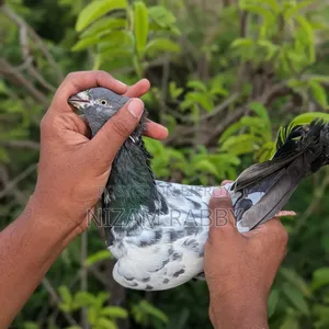 Pure Breed Green Golla Pigeons