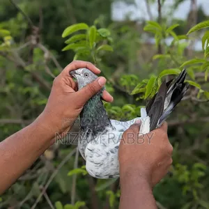 Pure Breed Green Golla Pigeons