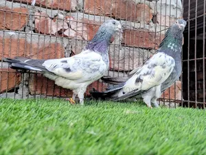 Pure Breed Green Golla Pigeons