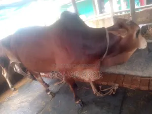 সাহিওয়াল জাতের একটি গরু বিক্রি করা হবে।