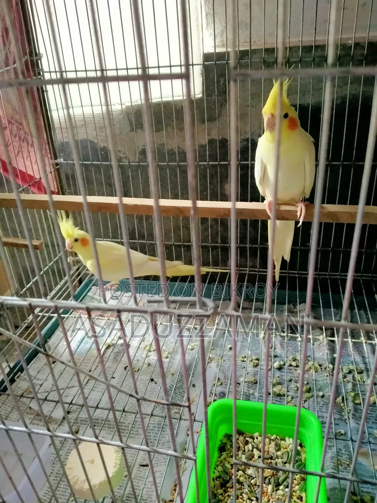 ককাটেল পাখি