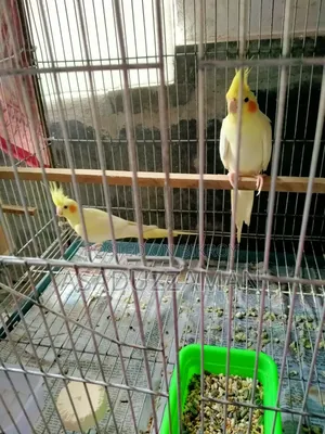 ককাটেল পাখি