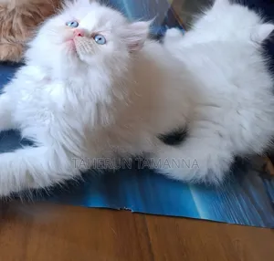 1-3 Months Male Purebred Persian