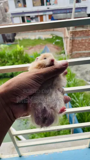 Syrian Hamster
