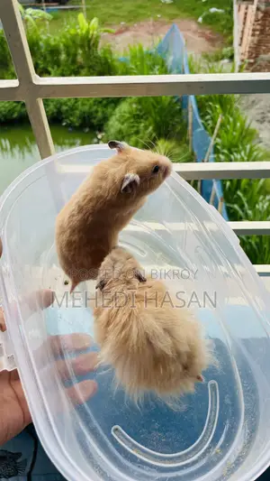 Syrian Hamster