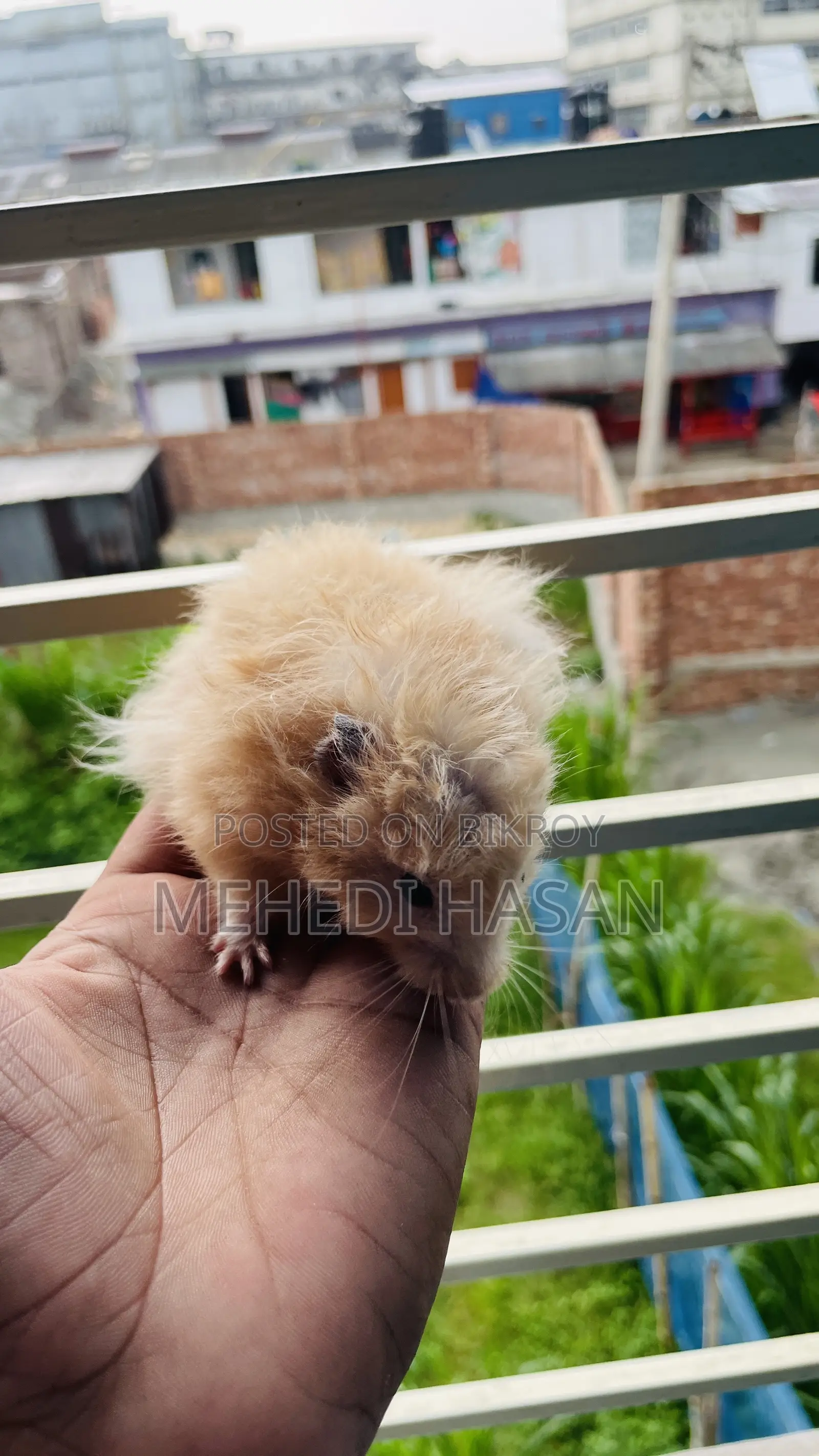 Syrian Hamster