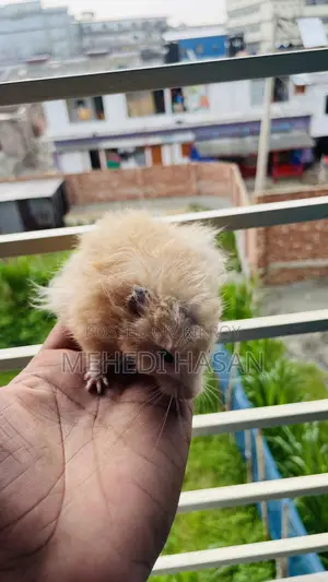 Syrian Hamster