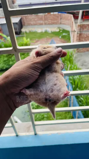 Syrian Hamster