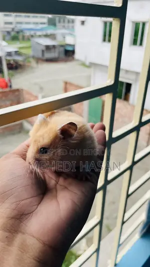 Syrian Hamster
