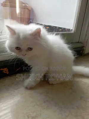 1-3 months Female Purebred Persian