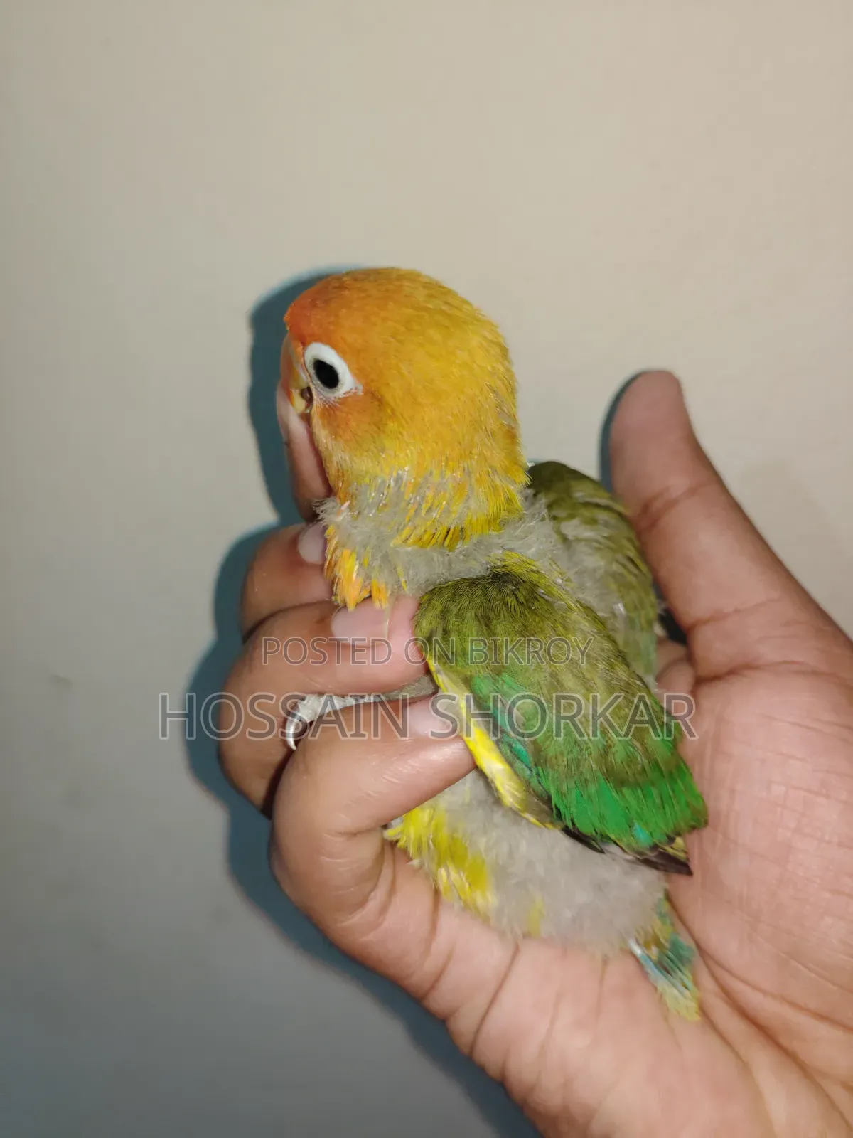 Green Ewing Opaline Split B1B2 Split Pallid Fellow