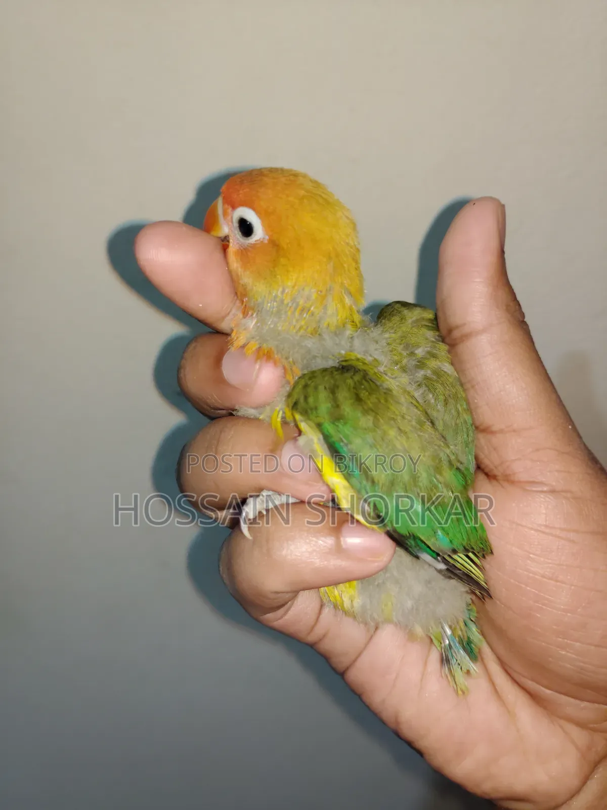 Green Ewing Opaline Split B1B2 Split Pallid Fellow