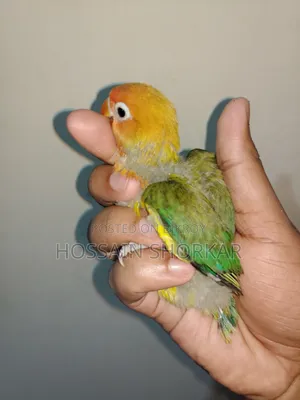Green Ewing Opaline Split B1B2 Split Pallid Fellow